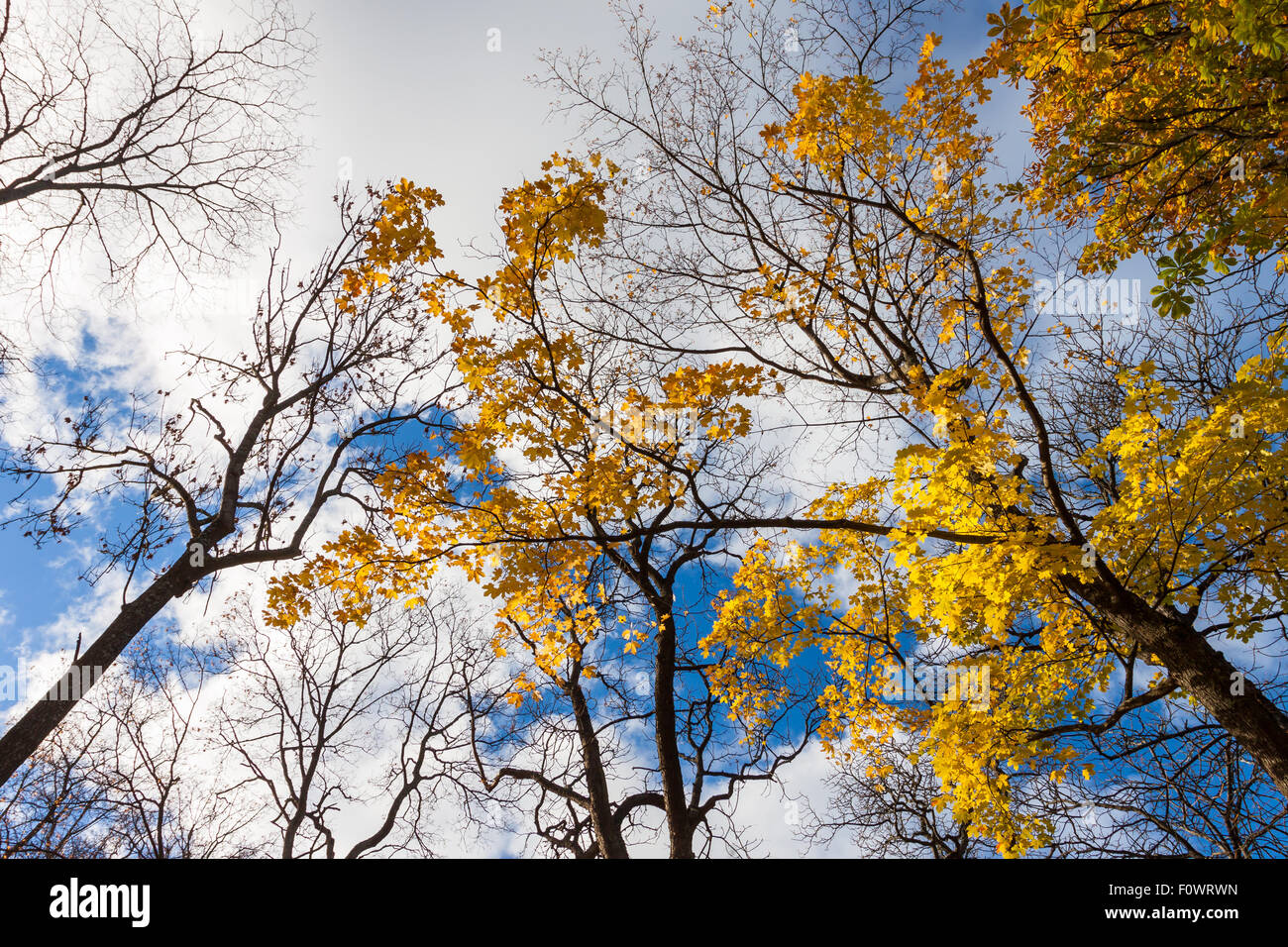 Caen las hojas de los árboles de arce en un cielo azul con nubes blancas Foto de stock