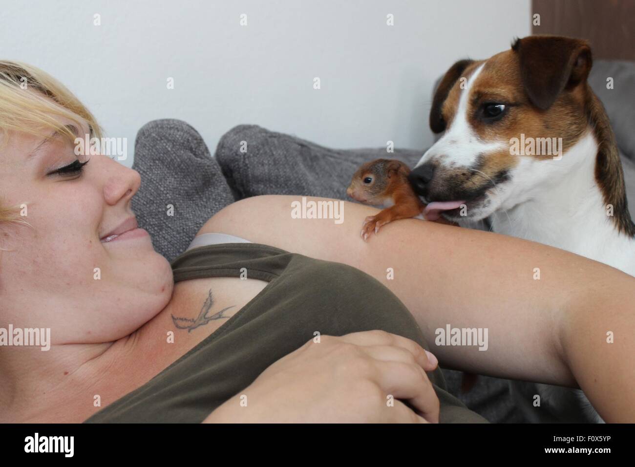 Una ardilla llamado Pepe sujeta al brazo de Kristin Kuhlmanm como un Jack Russell terrier llamado asesino le lame en Winzlar, Alemania, 19 de agosto de 2015. El perro salvó la vida de la joven ardilla y no dejará a su lado desde entonces. Foto: Beate Ney-Janssen/dpa Foto de stock