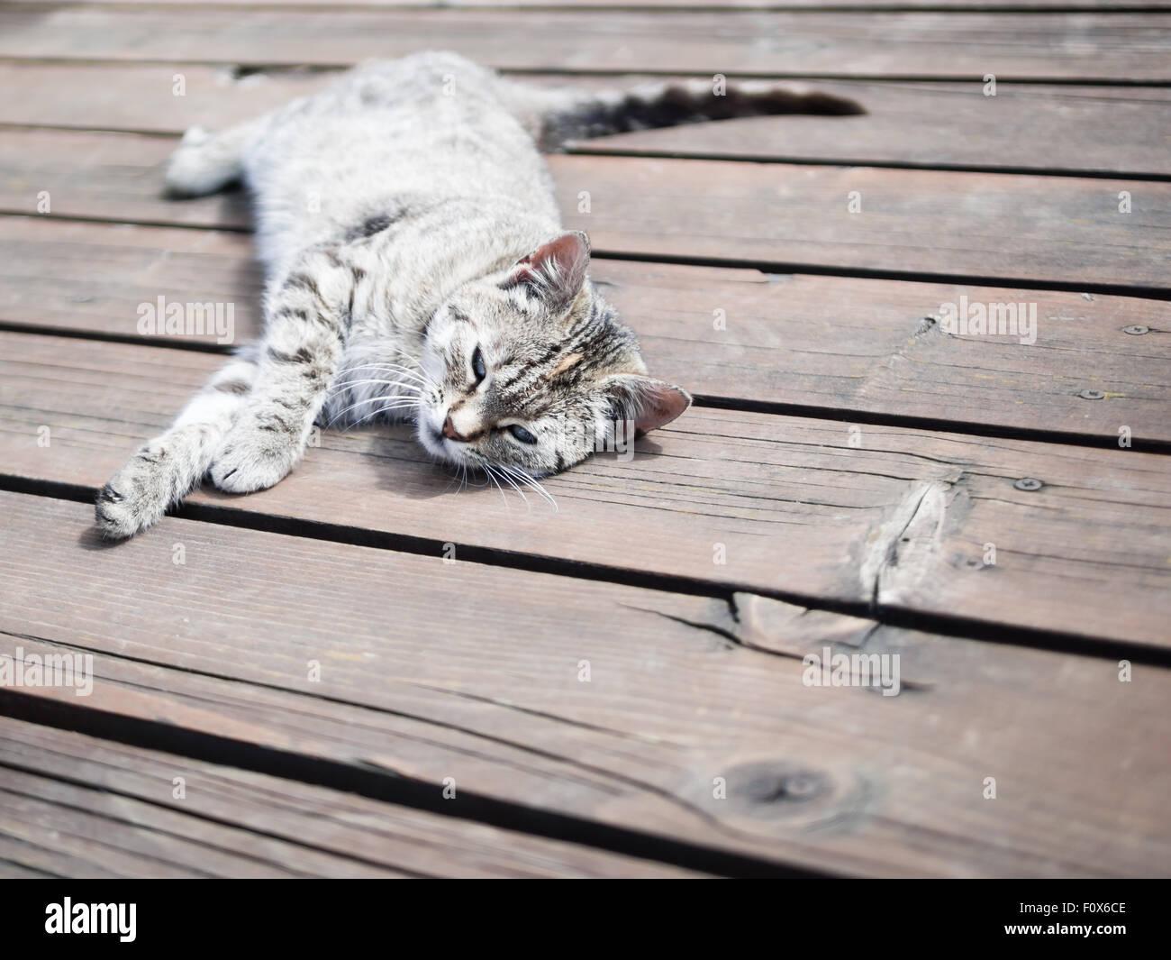 Gato Atigrado Relajante Fotografías E Imágenes De Alta Resolución Alamy