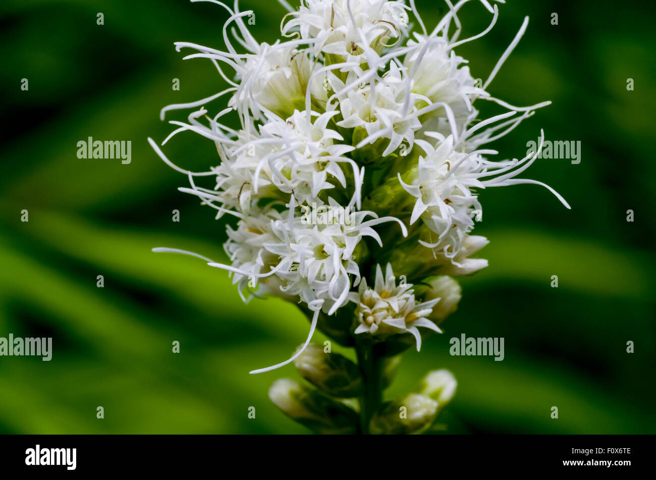 Liatris (Liatris spicata) alias Gayfeather Blazing Star o Botón Snakeroot Foto de stock