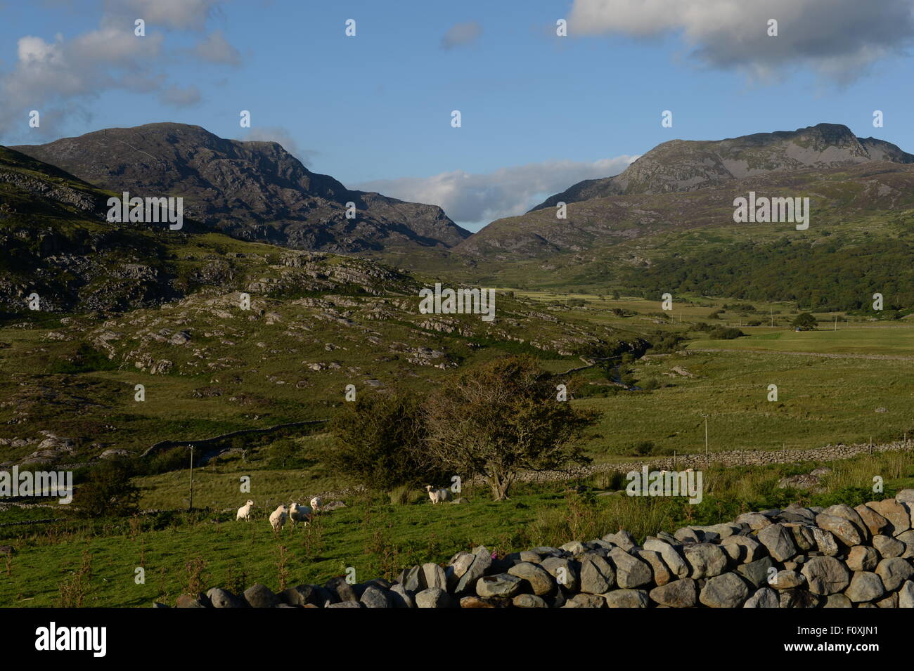 Ovejas pastando en las laderas de las montañas Rhinogydd Snowdonia Foto de stock
