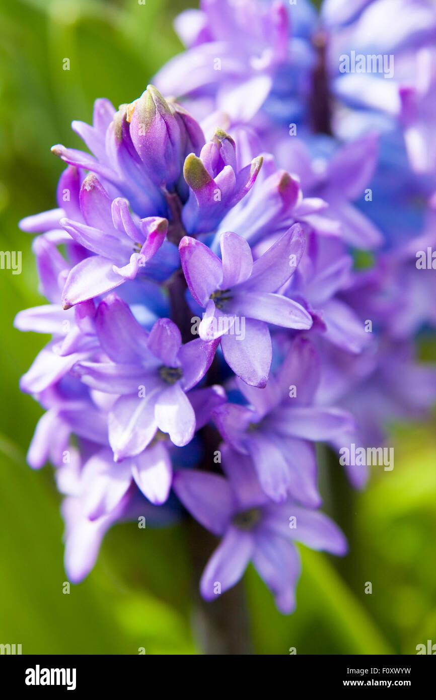 Flor de jacinto azul Cerrar vista vertical. Foto de stock