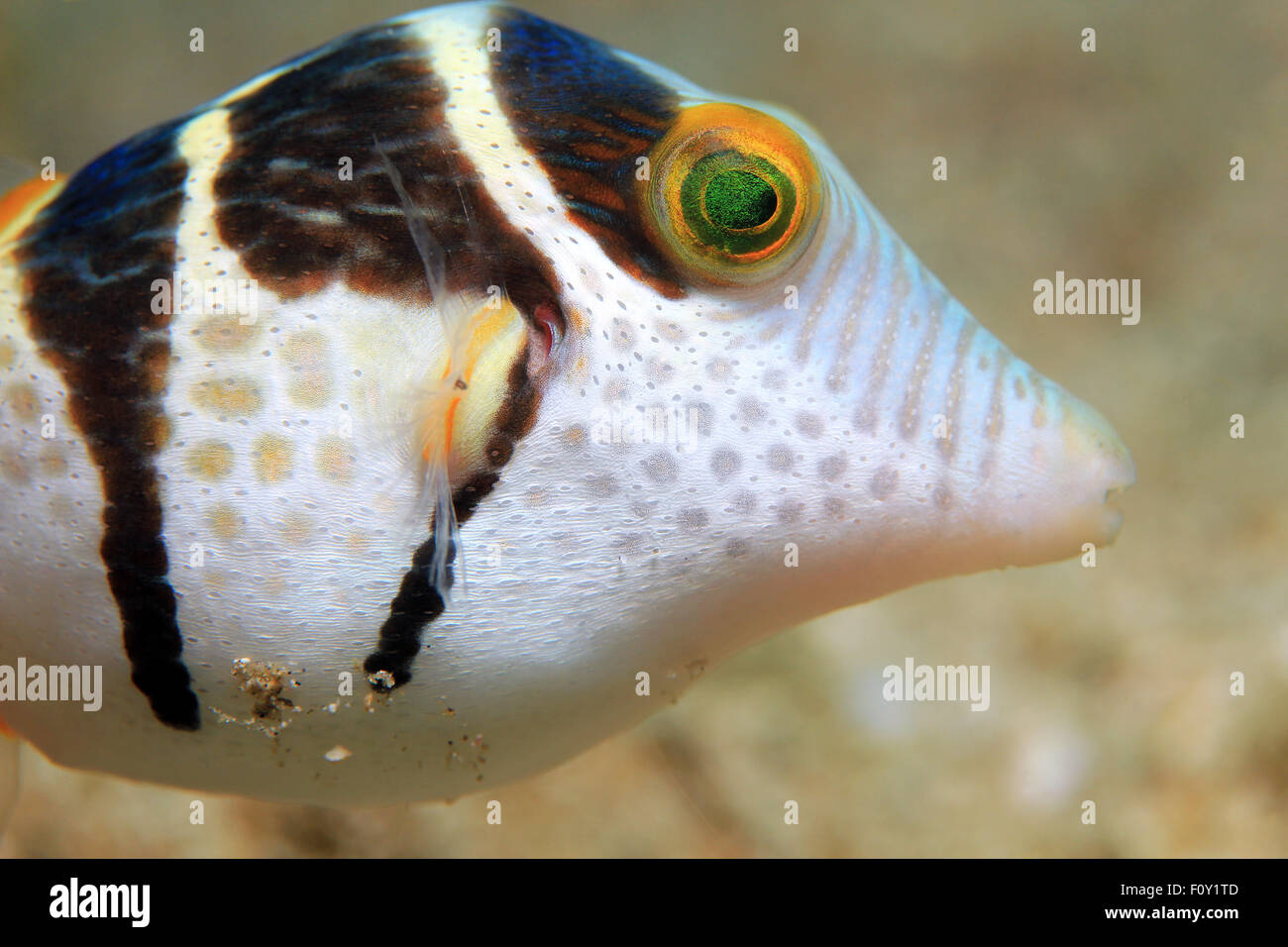 Close-up de un negro-cinchó Toby (Canthigaster Valentini, aka Valentinnis Sharpnose Pufferfish). Padang Bai, Bali. Foto de stock