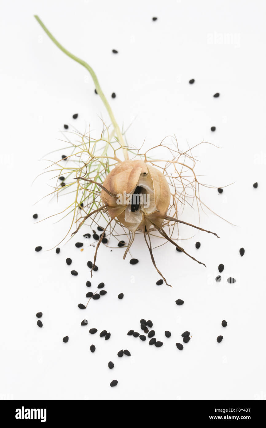 Nigella damascena persa seedhead 'Joyas'. Amor-en-el-vaina de neblina. Foto de stock
