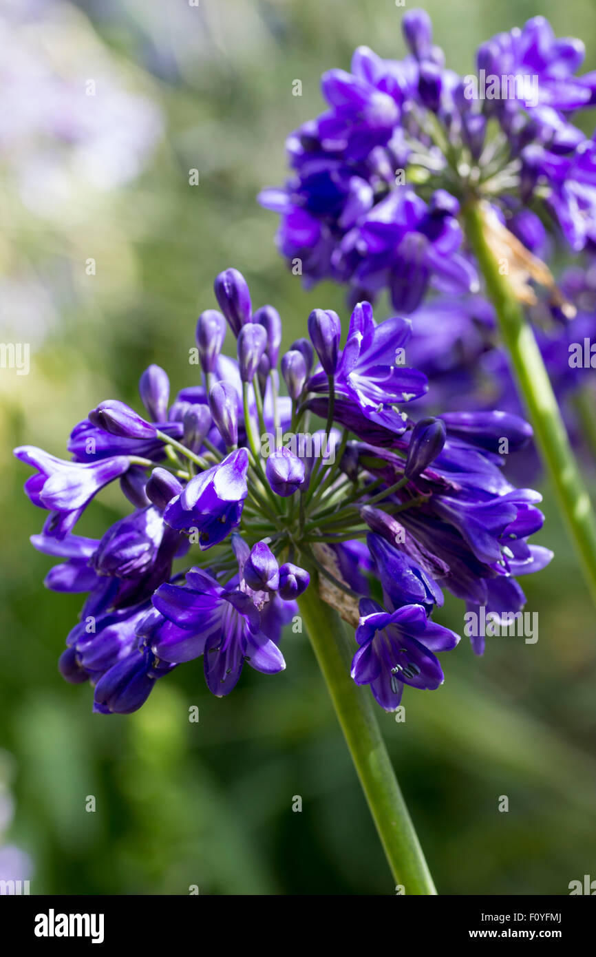 Los jefes de trompeta flores azules en el hardy Agapanthus 'Azul' de patentes Foto de stock