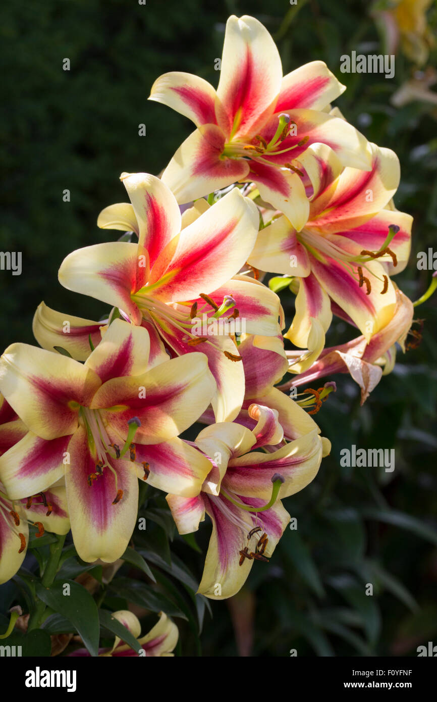 Finales de Sumer, flores de la Trompeta orientales, lily Lilium "Robert