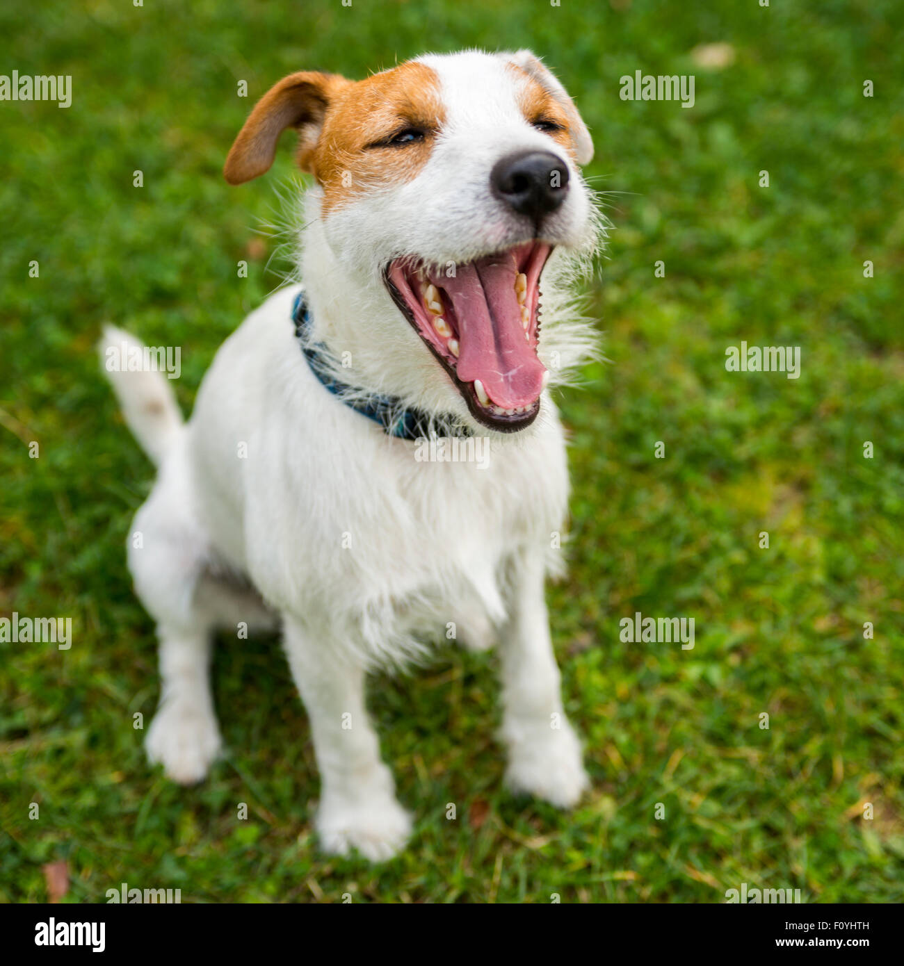 Parson Jack Russell Terrier cachorro perro mascota, tan áspero recubiertos,  afuera en el parque mientras bostezo Fotografía de stock - Alamy