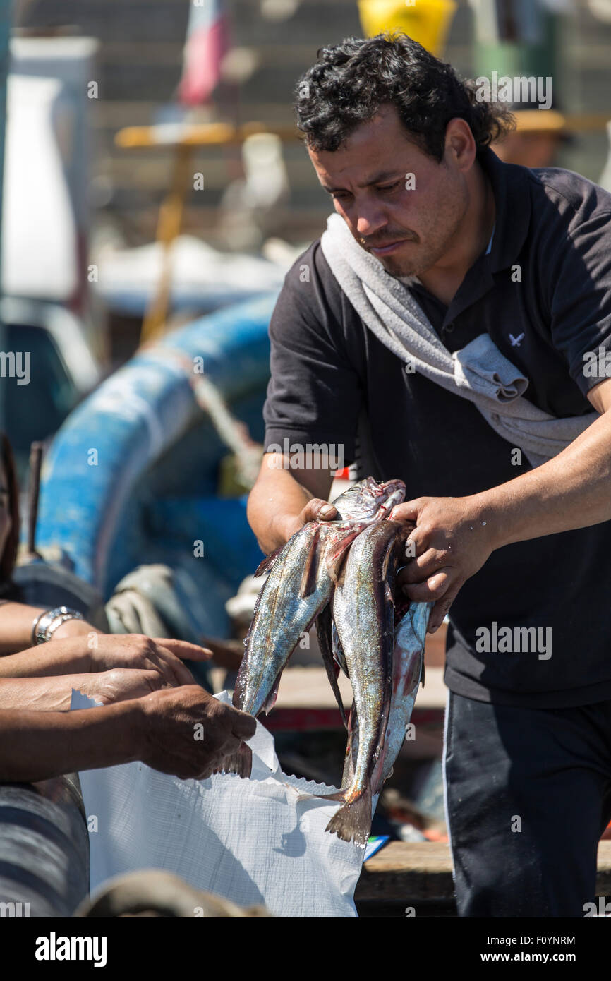 Los pescadores en el mercado de pescado, Caleta Portales, Valparaíso, Chile Foto de stock