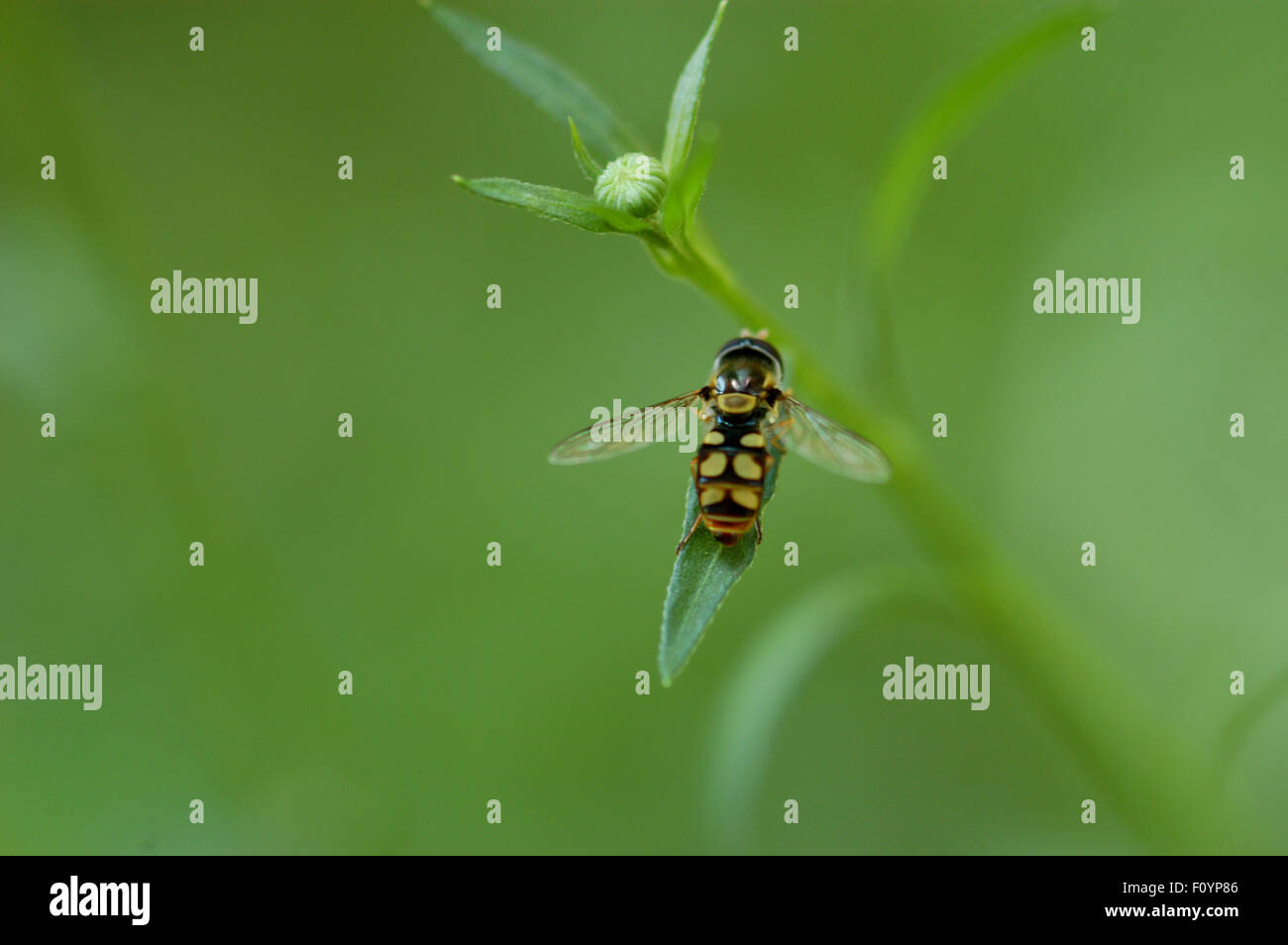 Hoverfly, a veces llamado vuela de flor, sudor o abejas, moscas syrphid conforman el insecto familia Syrphidae. Foto de stock