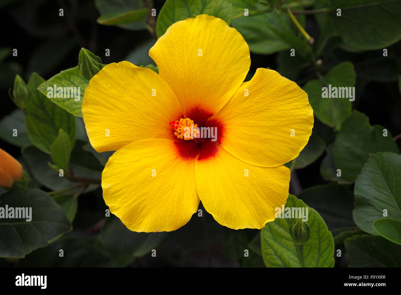 Flor del estado de hawai fotografías e imágenes de alta resolución - Alamy Flor del estado de hawai fotografías e imágenes de alta resolución - Alamy