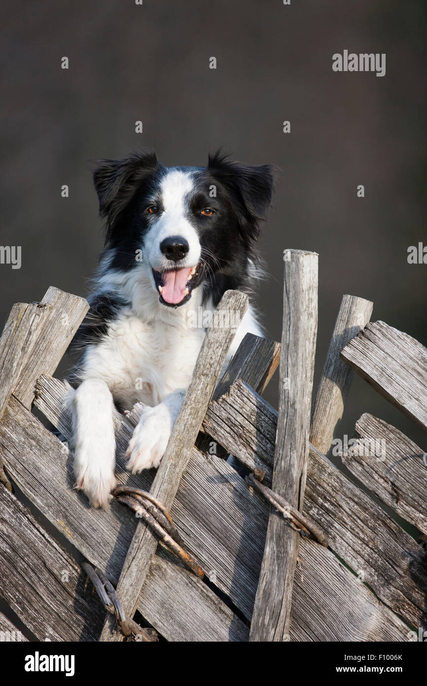 Border Collie mirando a través de una valla de madera vieja Foto de stock