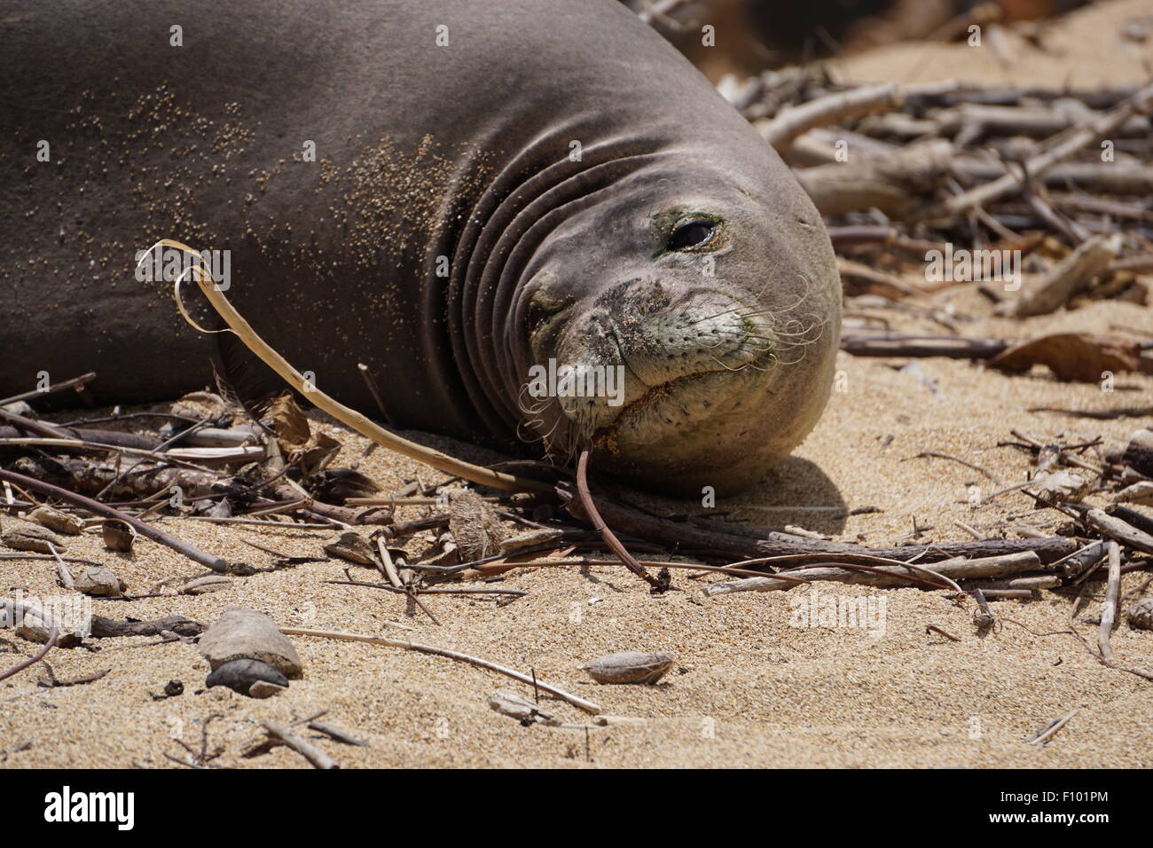 La foca monje hawaiana en la playa Fotografía de stock - Alamy