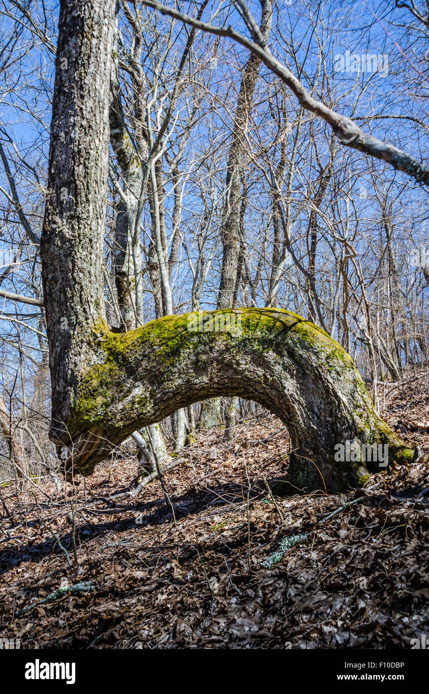 Una Tradición Americana Nativa de doblar árboles como marcadores trail identifica de forma exclusiva los árboles como por los seres humanos Foto de stock