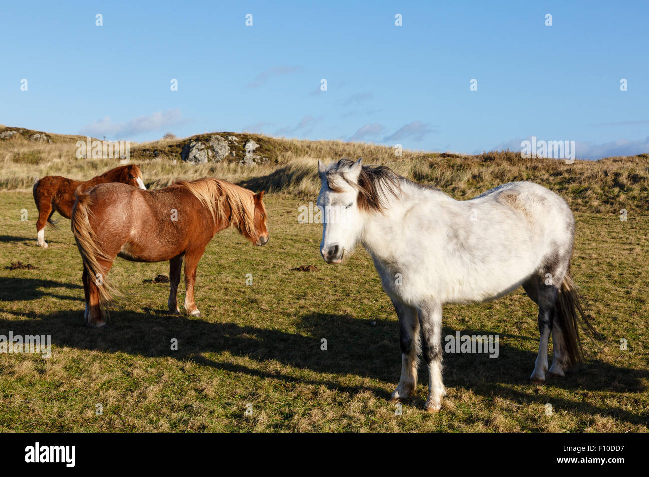 Wild Welsh ponis utilizados para la conservación del hábitat de Ynys Llanddwyn Isla Reserva Natural Nacional, la Isla de Anglesey, Gales, Reino Unido Foto de stock