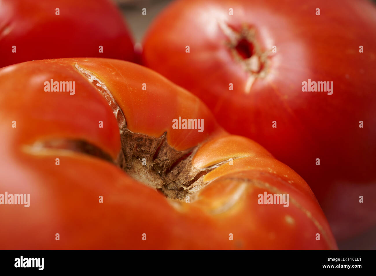 Reliquia de tomates oxheart Foto de stock