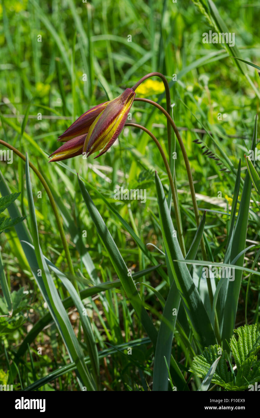 Wild tulip, nombre latino de Tulipa sylvestris Foto de stock