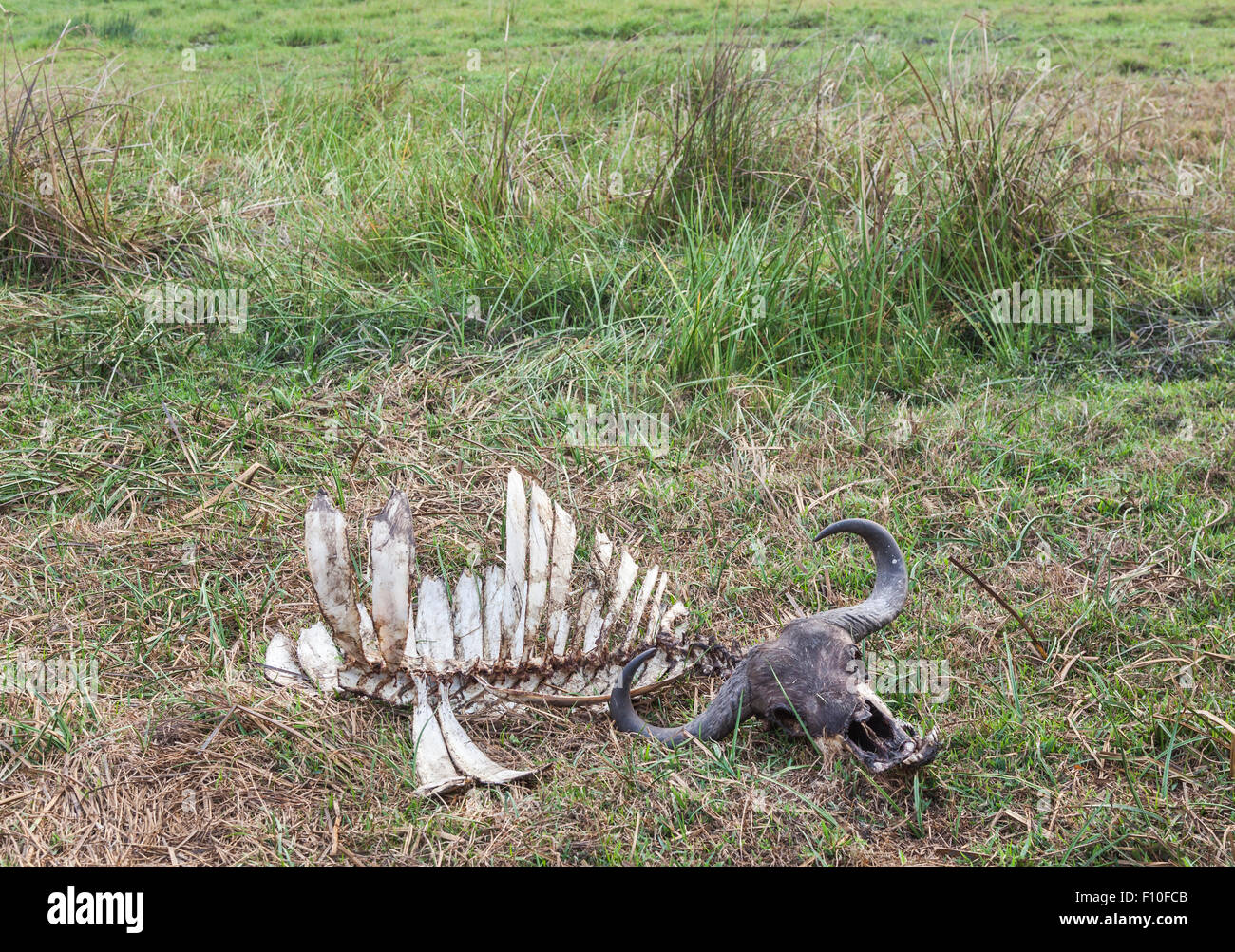Recogi limpie el esqueleto de un africano, Syncerus caffer búfalo del cabo, cinco grandes atracción, el delta del Okavango, al norte de Botswana, África austral Foto de stock