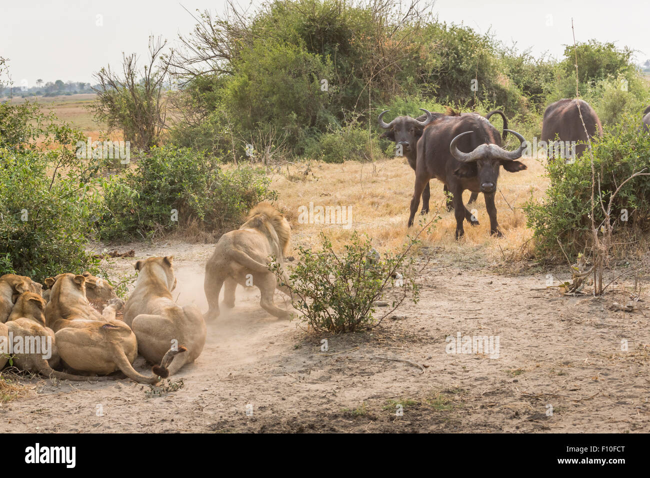 La interacción depredador-presa: enfrentamiento entre búfalos y leones que  han derribado un ternero de búfalo. El Delta del Okavango, Botswana, África  austral Fotografía de stock - Alamy