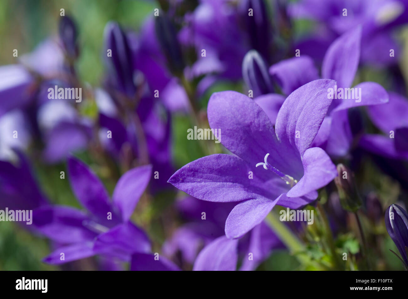 Pared o dálmata, bellflower Campanula portenschlagiana, azul rocalla flor, Berkshire, Junio Foto de stock