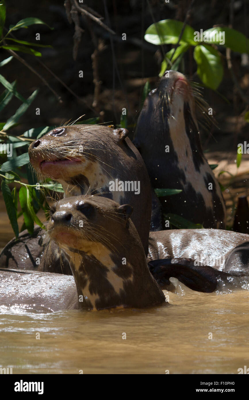 Nutria de río bebé fotografías e imágenes de alta resolución - Alamy