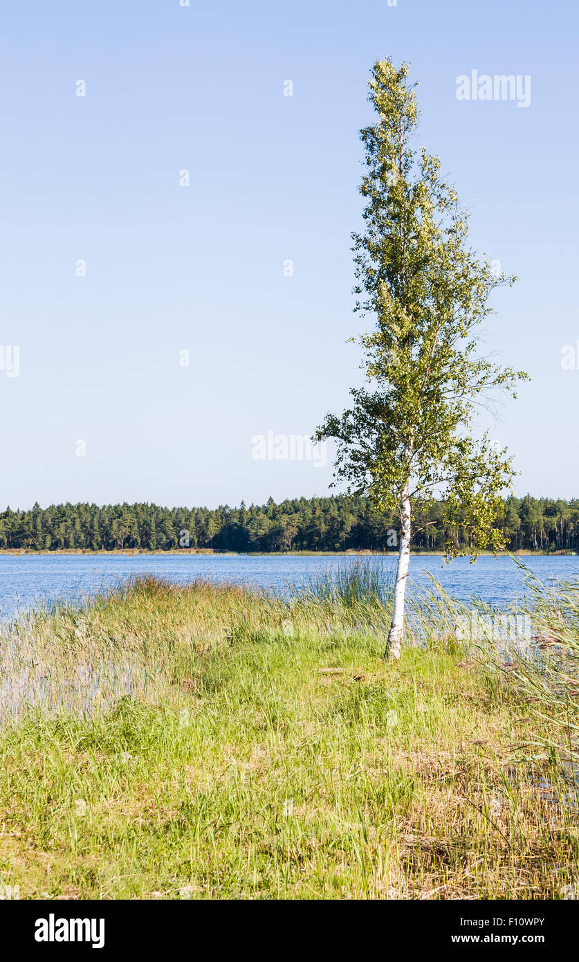 Solo slim birch tree crezca a costa del lago en un día soleado de verano Foto de stock