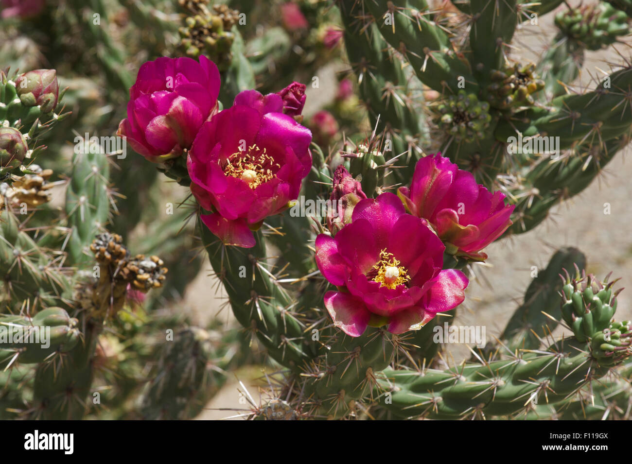 Florece en una caña Cholla (Cylindropuntia imbricata) en el norte de Nuevo México. Foto de stock