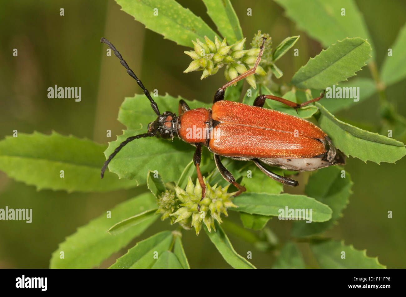 Longhorn beetle (Stictoleptura rubra), Alemania Foto de stock