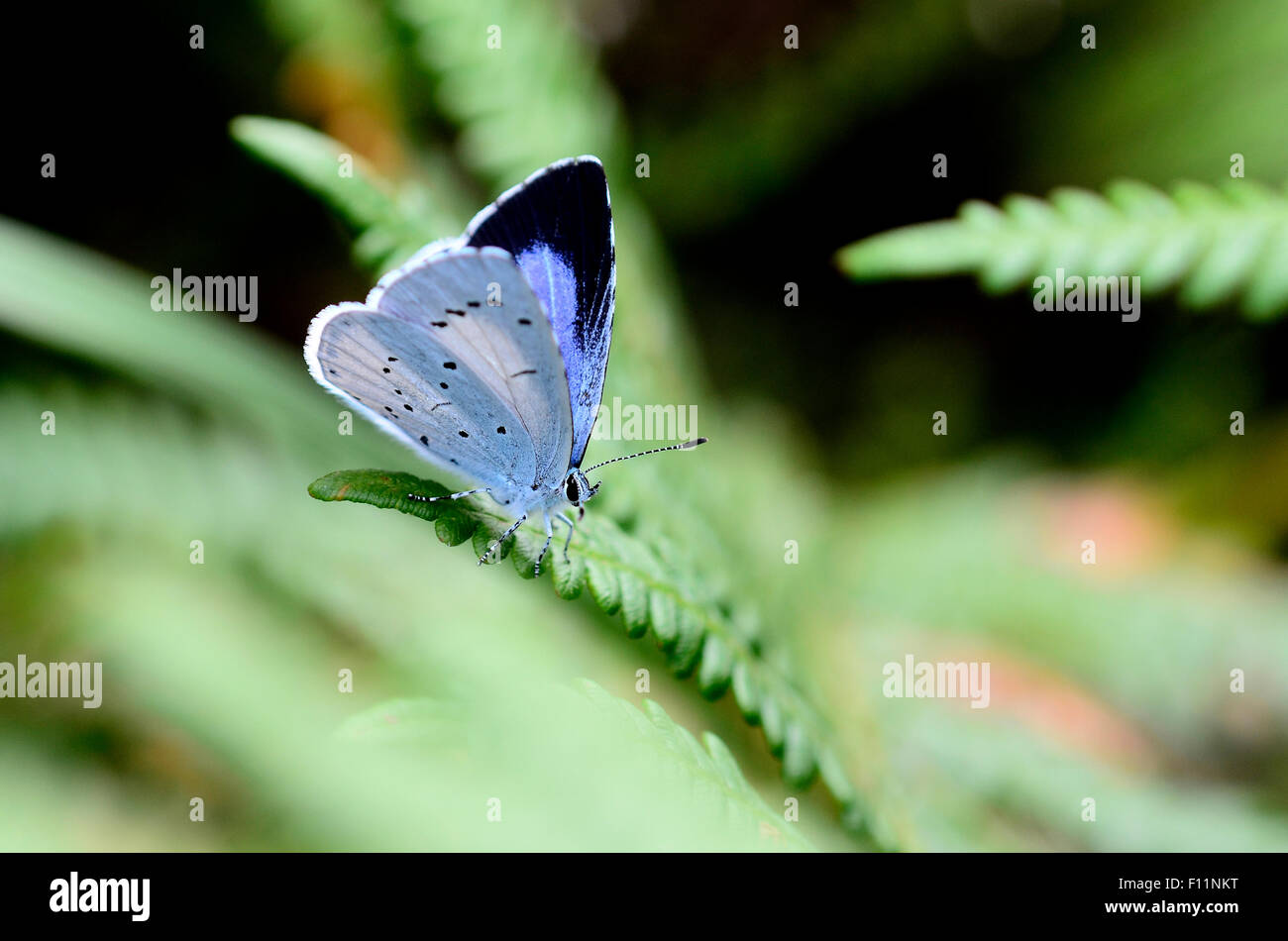 Holly mariposa azul sobre una hoja verde Dorset UK Foto de stock