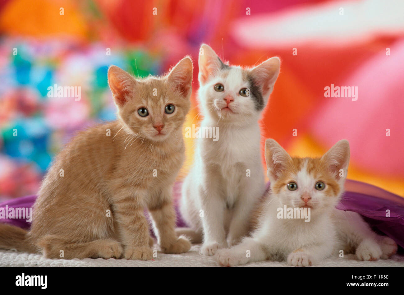Gato doméstico. Tres gatitos delante de fondo multicolor Foto de stock