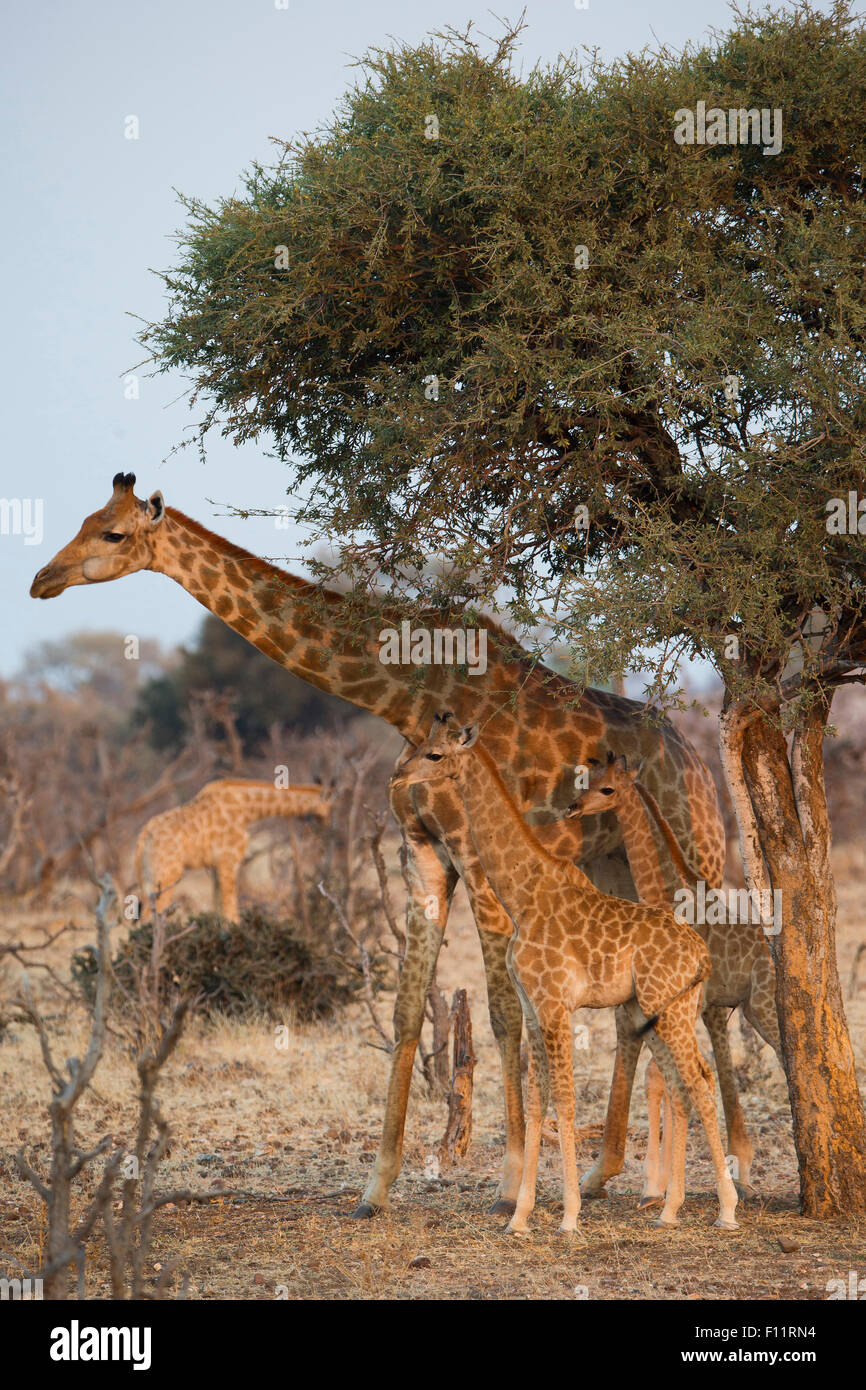 Angola, Namibia Jirafa jirafa (Giraffa camelopardalis angolensis) Mujeres jóvenes la permanente Shade Tree Namib-Skeleton Coast Foto de stock