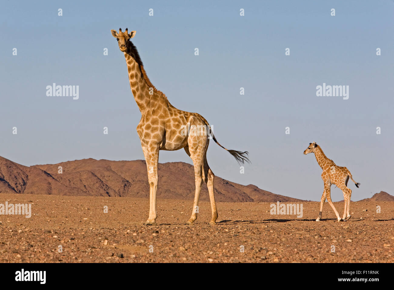Angola, Namibia Jirafa jirafa (Giraffa camelopardalis angolensis) Mujeres jóvenes el desierto permanente Namib-Skeleton Coast Nati Foto de stock