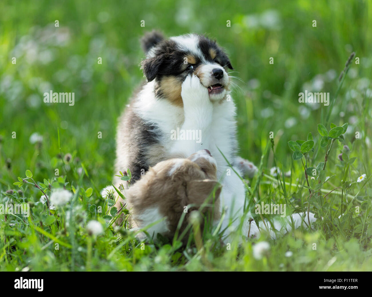 Pastor Australiano dos cachorros jugando meadow Foto de stock
