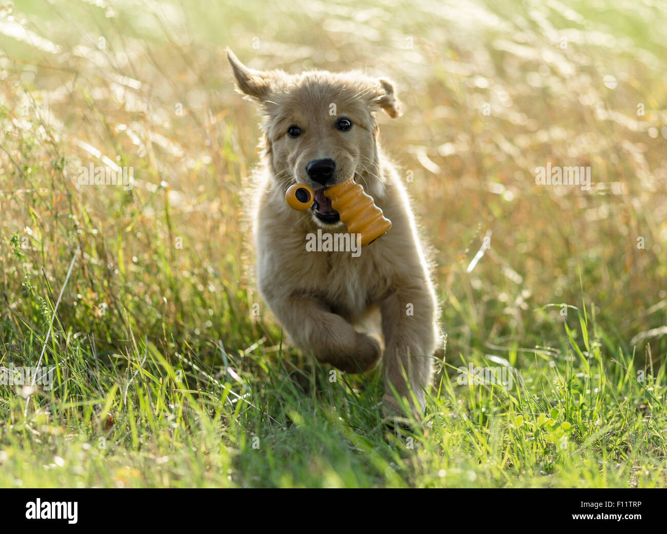 Golden Retriever cachorro obteniendo toy Foto de stock