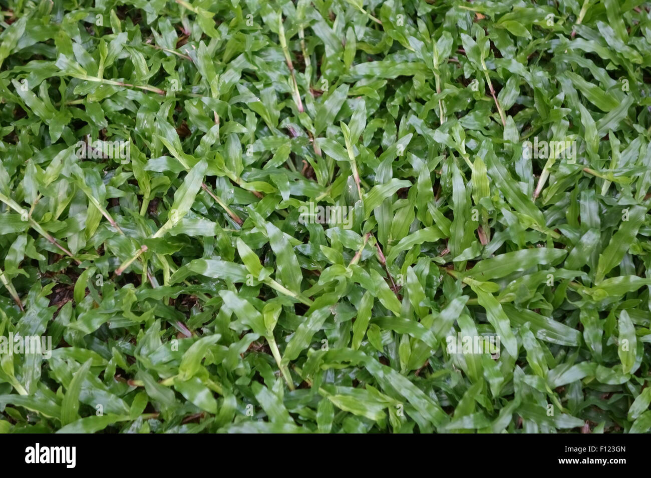 Manta de hierba, Axonopus compressus, postrados plantas en un césped de Bangkok, Tailandia Foto de stock
