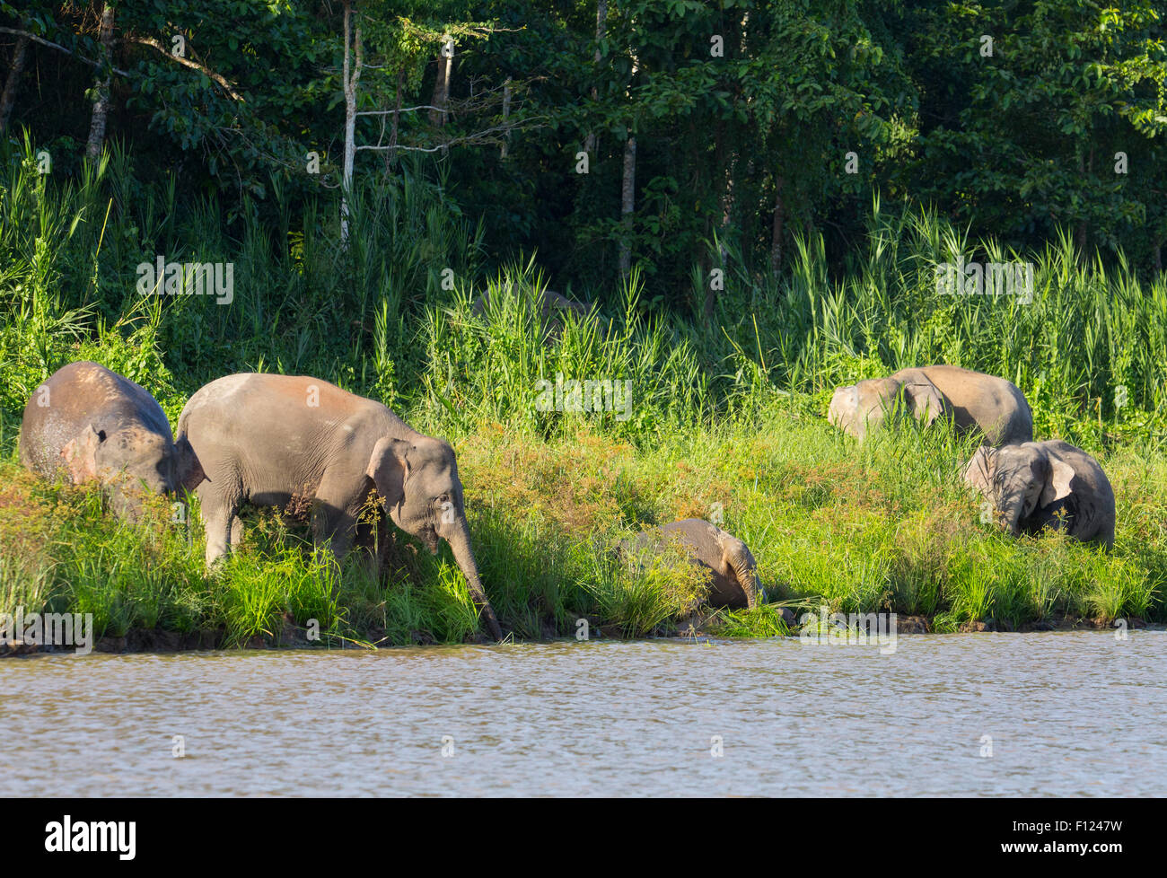 Bornean Elefante pigmeo (Elephas maximus borneensis), Río Kinabatangan, Sabah, Malasia Foto de stock