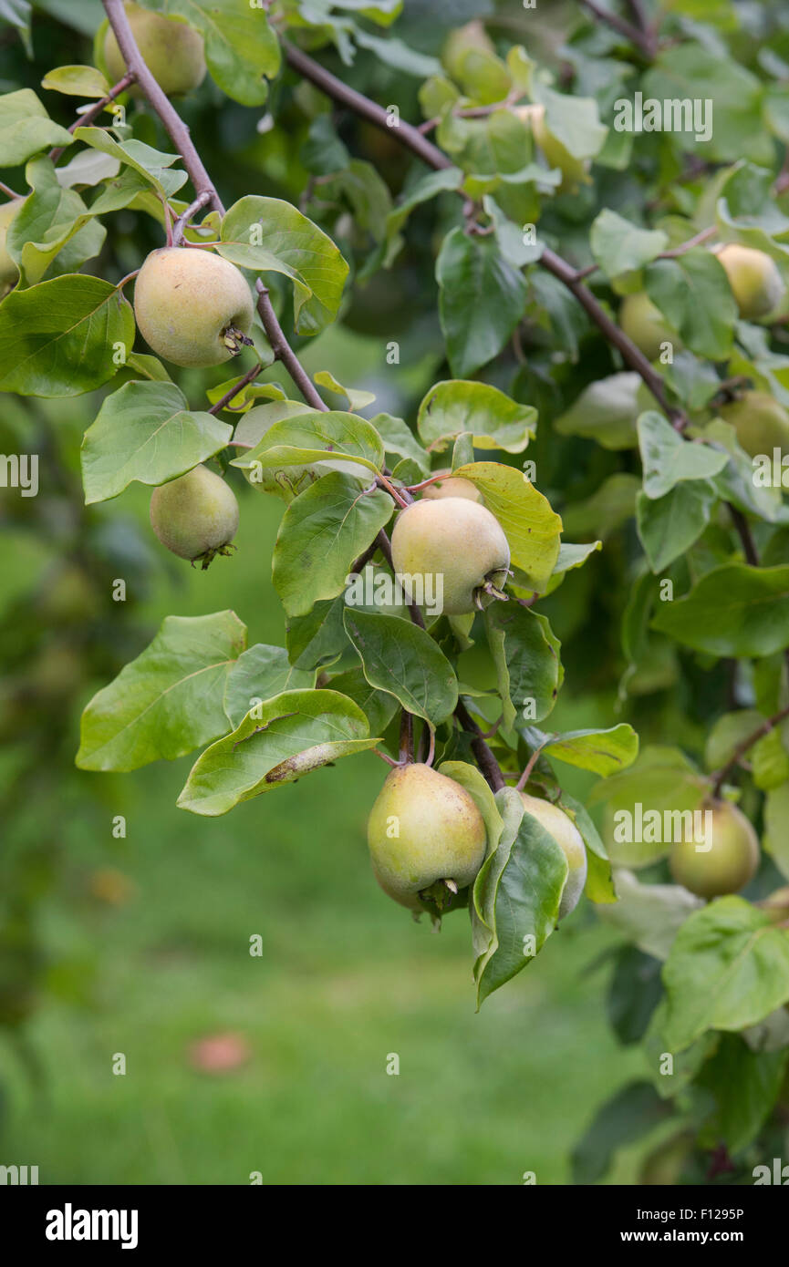 Cydonia oblonga. Membrillo Aromatnaya la maduración de la fruta en el árbol. Foto de stock