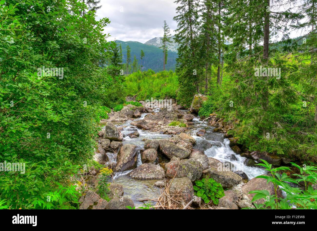 Paisaje de montaña en verano. Arroyo de Montaña en altas montañas Tatra, Eslovaquia. Foto de stock