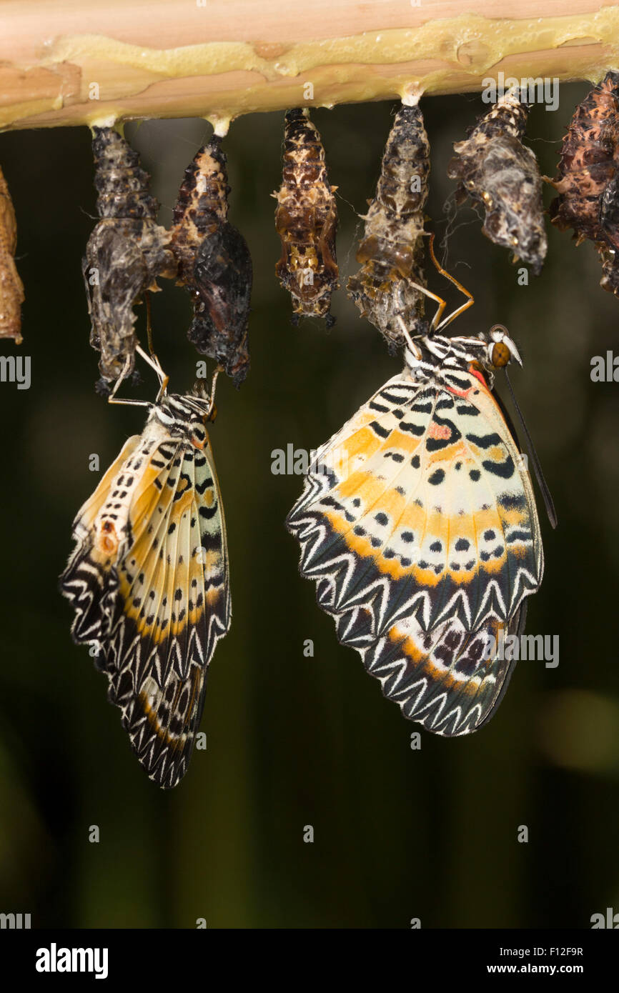 Recién surgido Leopard crisopa mariposas, Cethosia cyane, colgando debajo de las pupas mientras seca las alas Foto de stock
