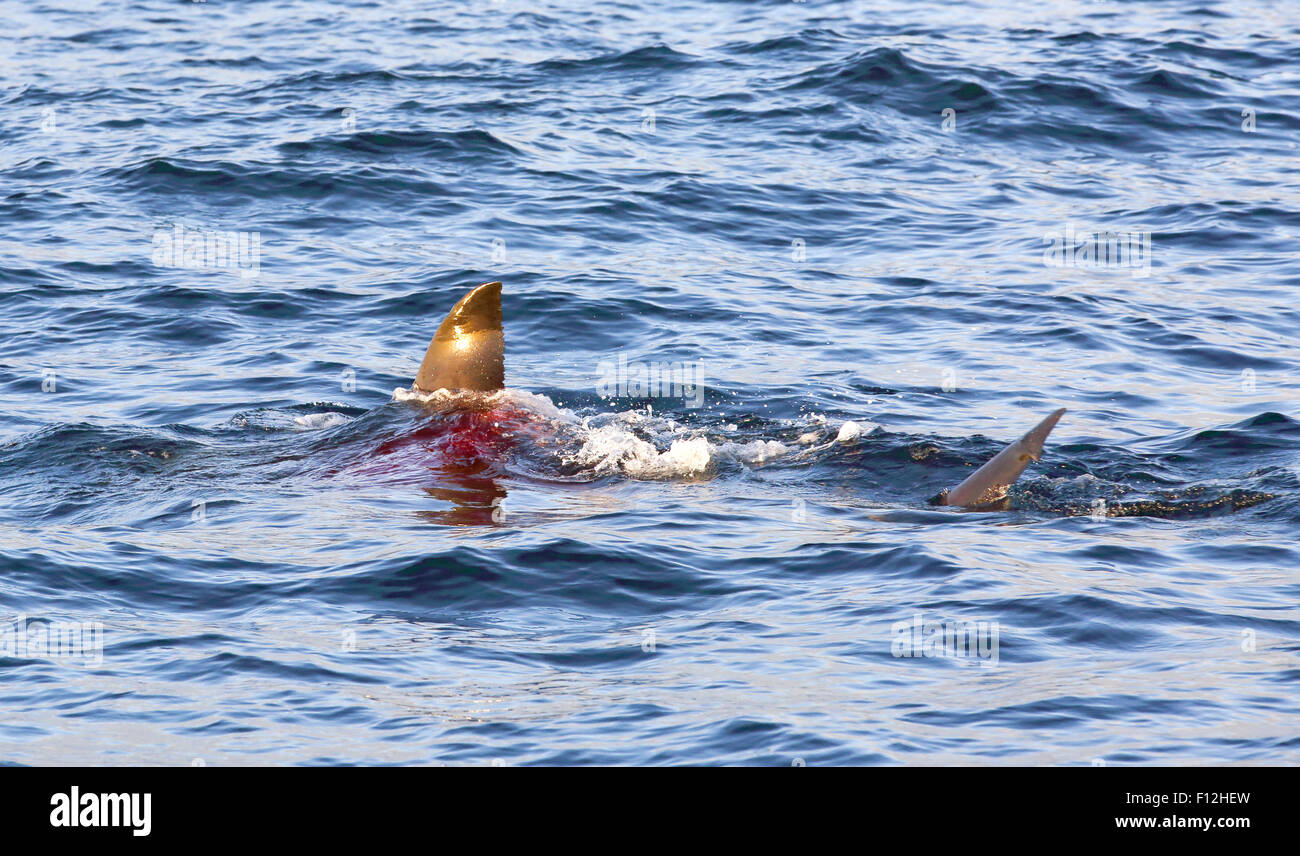 Gran tiburón blanco depredación de lobos marinos en False Bay, en Ciudad del Cabo, Sudáfrica Foto de stock
