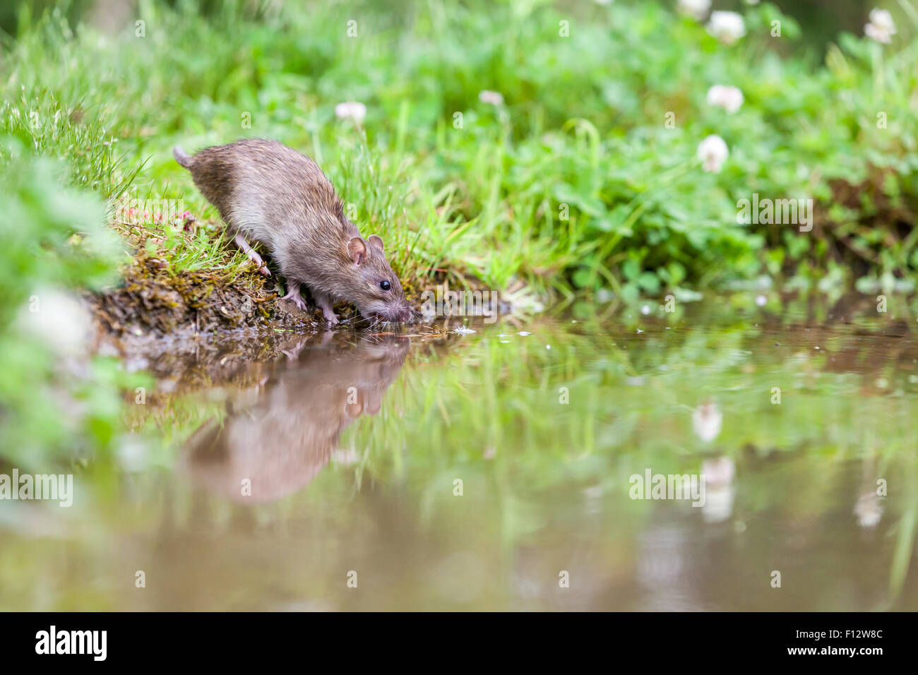 Una rata beber agua en el lago del parque Foto de stock