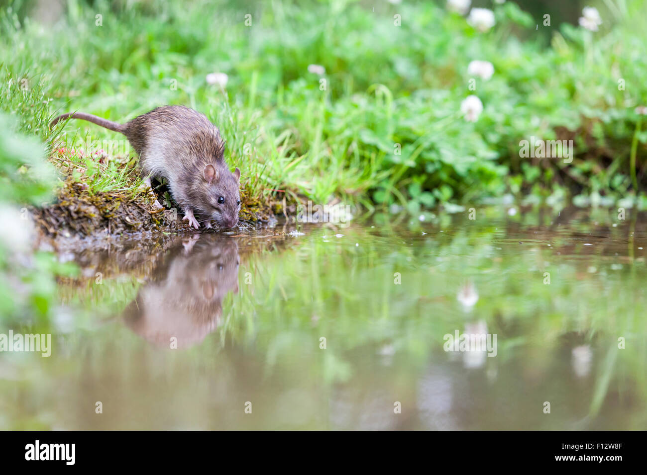 Una rata beber agua en el lago del parque Foto de stock