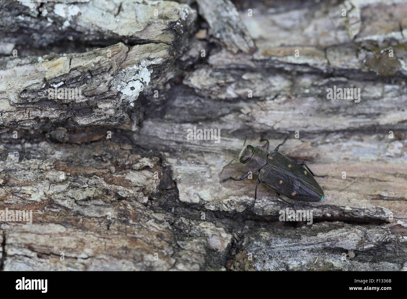 Oro roble boxes esplendor escarabajo (Chrysobothris affinis). Fotografiado en Bükk NP en Hungría Foto de stock