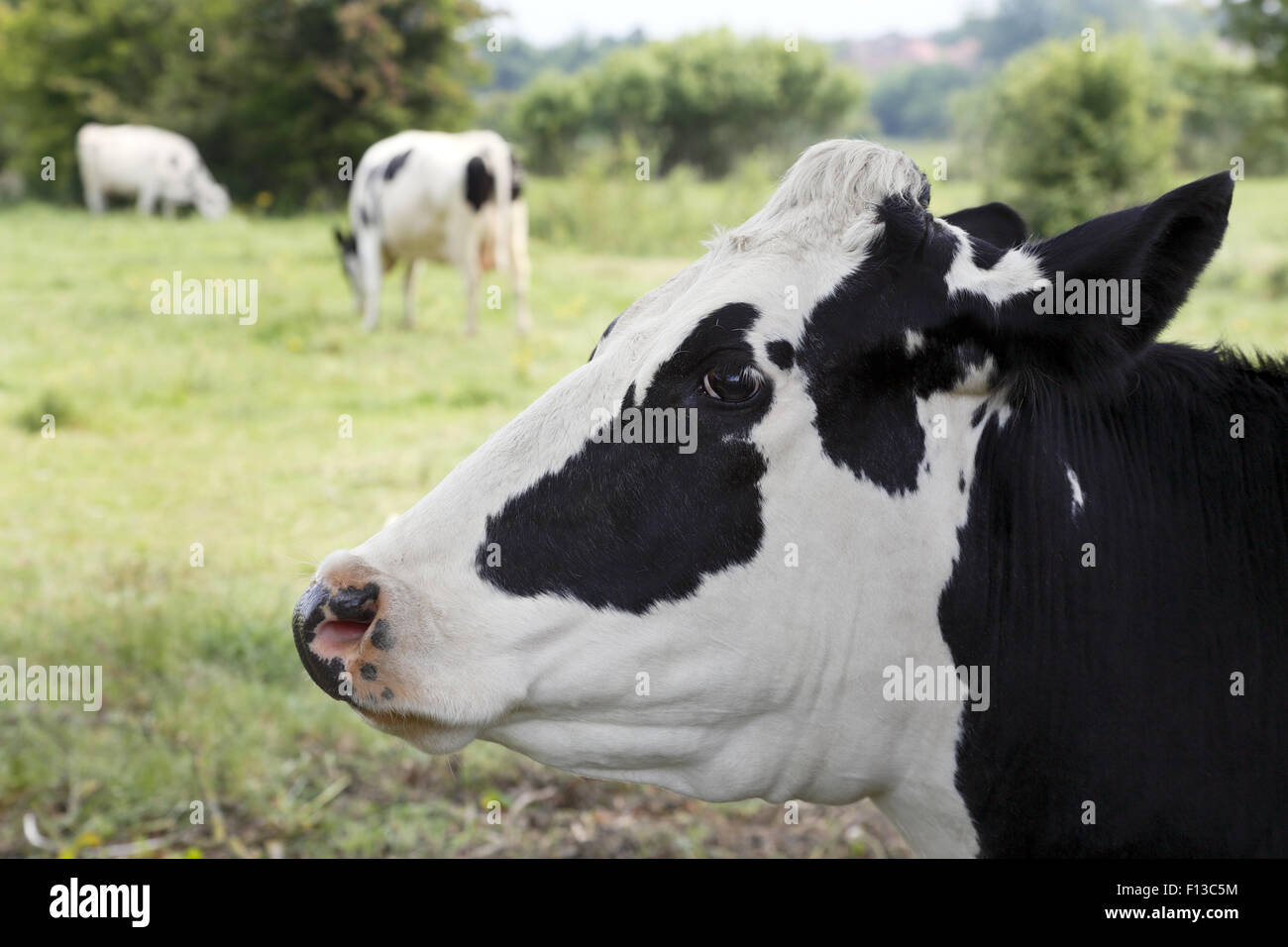 Cabeza de vaca. Foto de stock
