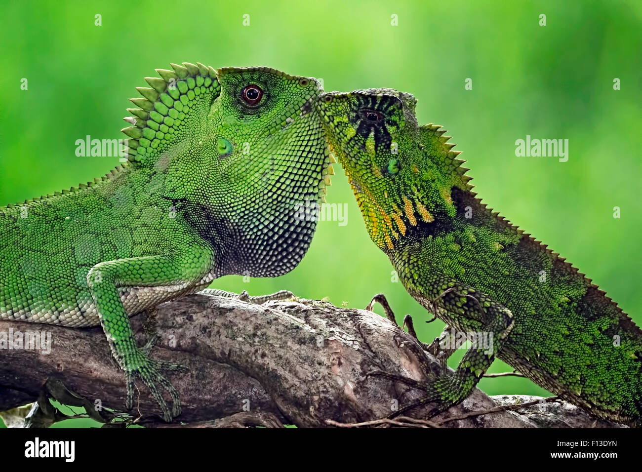 Dos camaleones mirarse Foto de stock