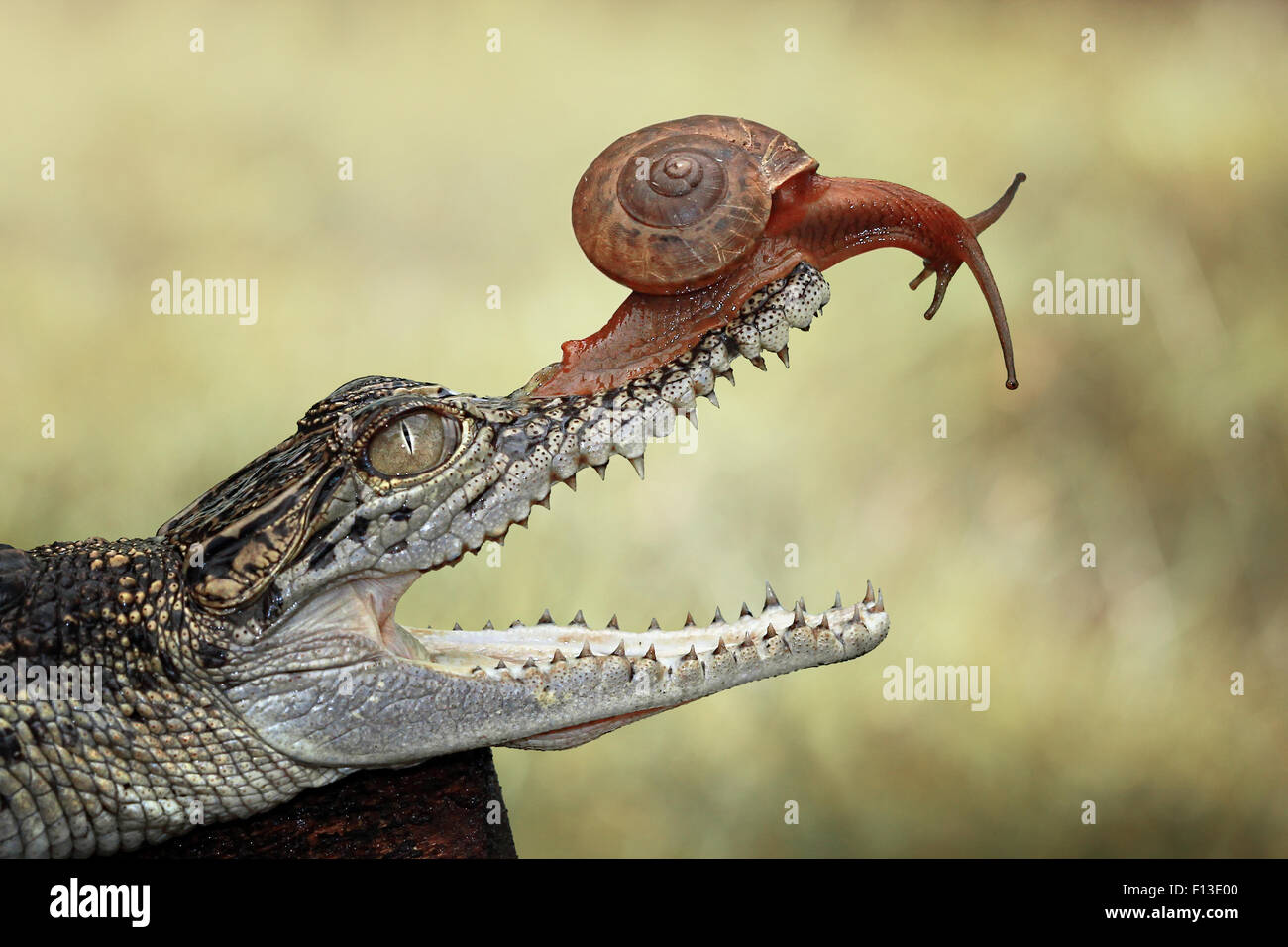Retrato de un caracol sentado en la boca del cocodrilo bebé Foto de stock