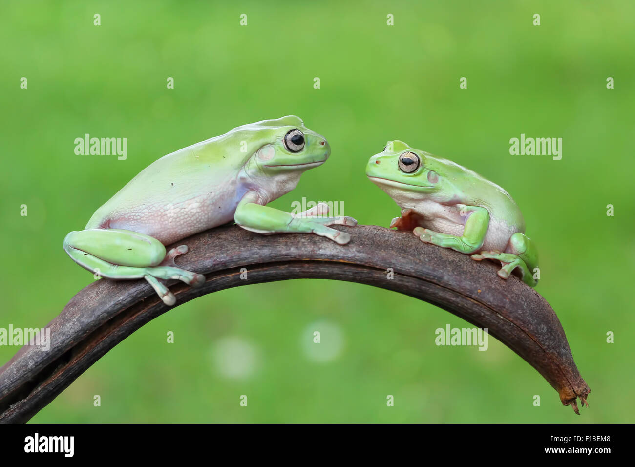 Dos ranas de árbol sentado en una planta mirarse Foto de stock