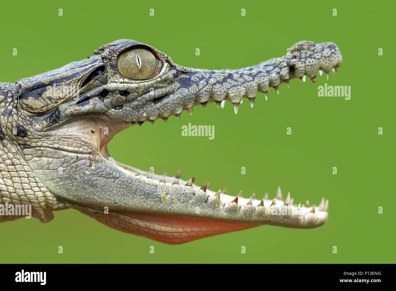 Cerca de atónito crocodile Foto de stock