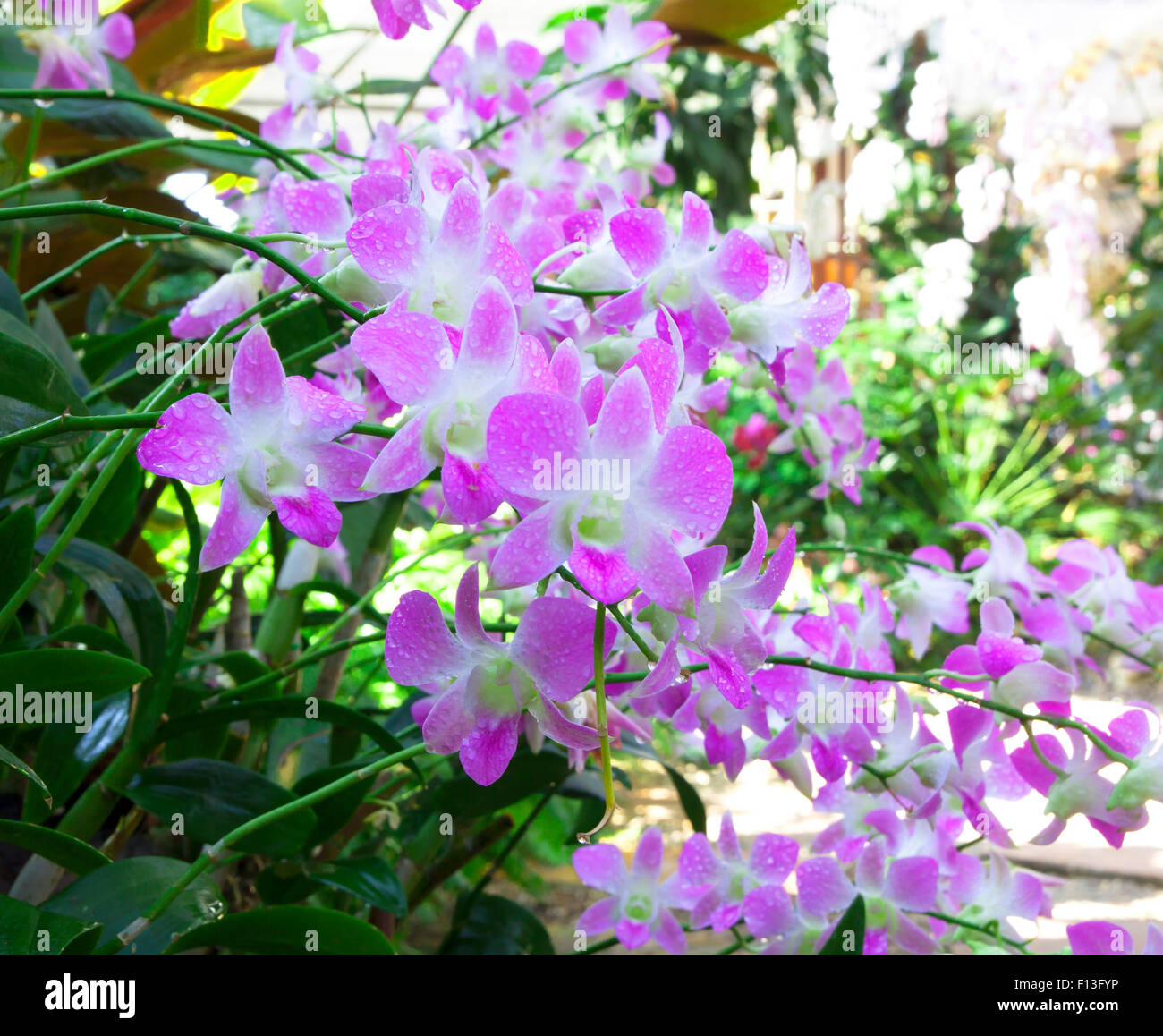 Flor de orquídeas en flor fresca parque natural al aire libre Fotografía de  stock - Alamy