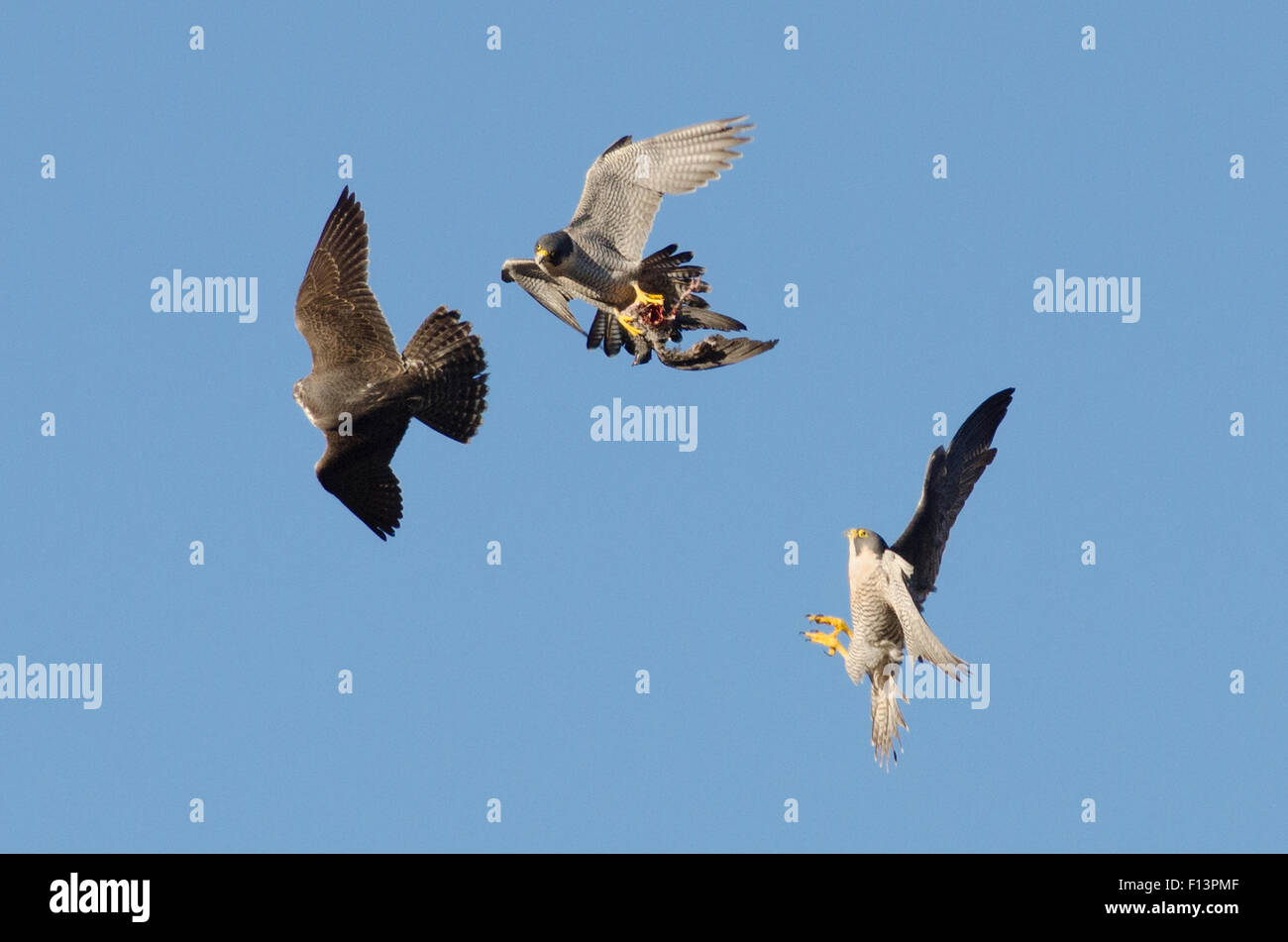 Macho adulto de halcón peregrino (Falco peregrinus) en vuelo con presas, perseguido por los menores varones y hembras adultas. Bristol, Reino Unido. De diciembre. Foto de stock