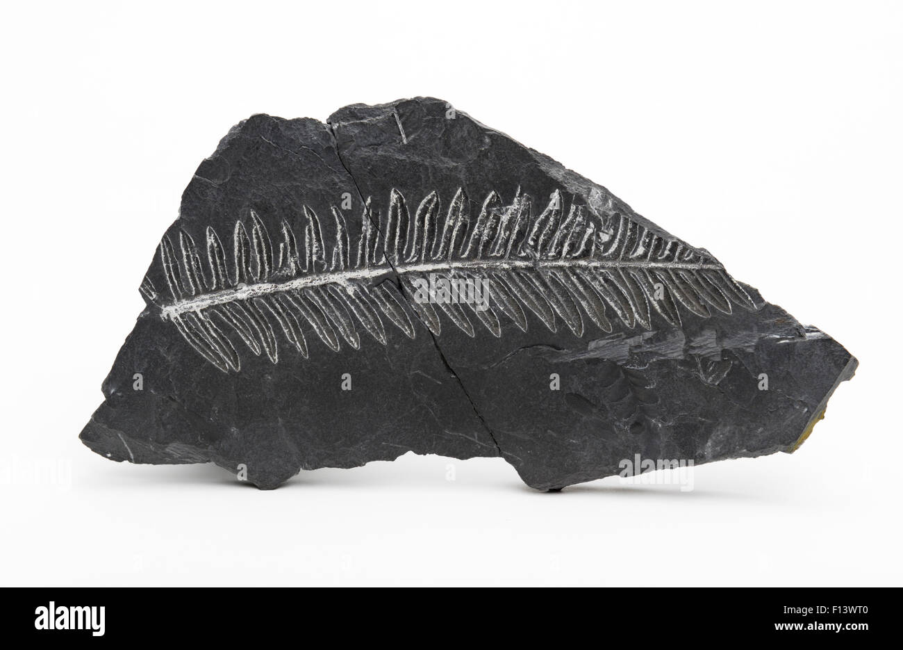 Huella fosilizada de hojas de helecho en roca de esquisto Foto de stock
